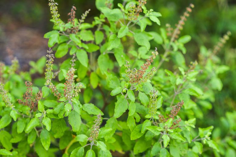 Indian Herbs