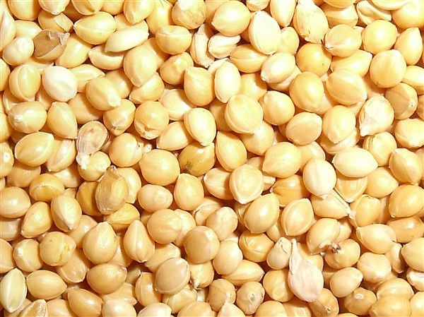 Proso millet - panivaraghu