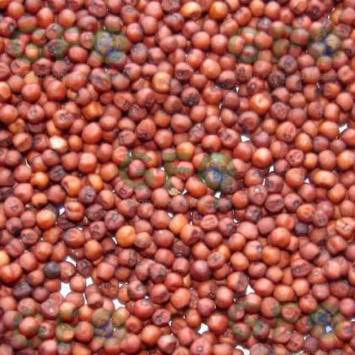 Finger millet - ragi