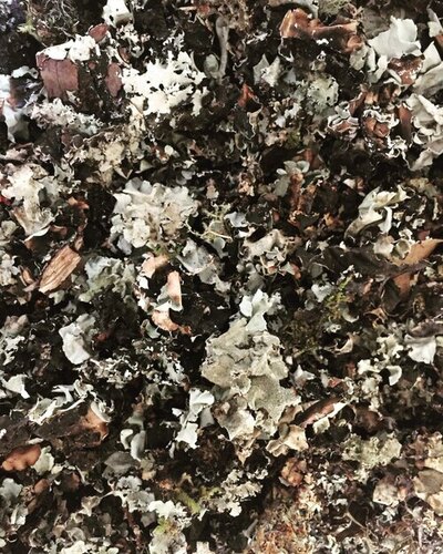Indian Herbs