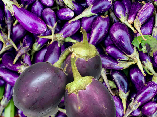 Brinjal