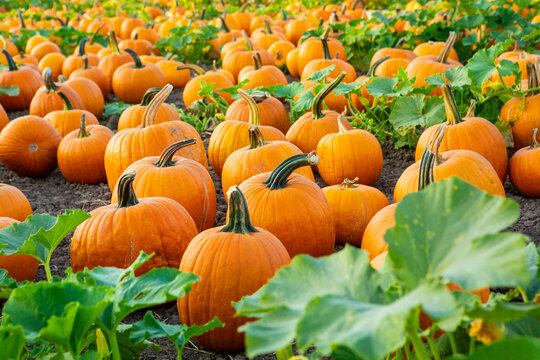Pumpkin